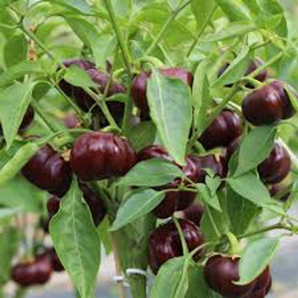 MINI CHOCOLATE BELL PEPPER PLANT MINI CHOCOLATE BELL PEPPER PLANT