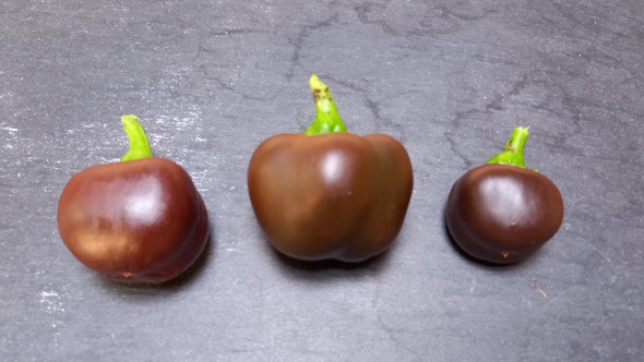 MINI CHOCOLATE BELL PEPPER MATURE PODS MINI CHOCOLATE BELL PEPPER MATURE PODS