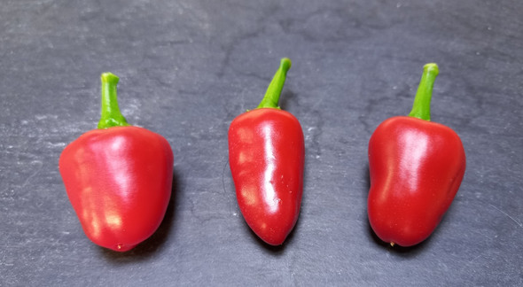MINI RED BELL PEPPER MATURE PODS MINI RED BELL PEPPER MATURE PODS