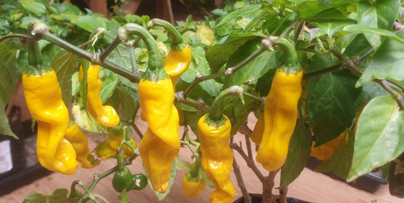 PETER PEPPER YELLOW PLANT PETER PEPPER YELLOW PLANT