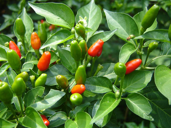 PEQUIN (BIRDEYE) PLANT