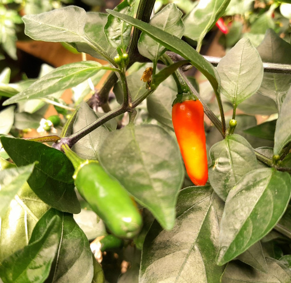 PEQUIN LONG PLANT 2 PEQUIN LONG PLANT 2