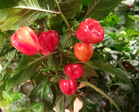 PILI PILI PLANT PILI PILI PLANT