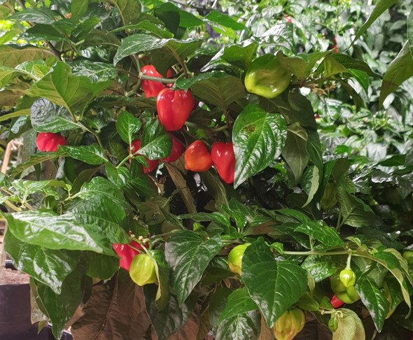 PILI PILI MATURE PLANT PILI PILI MATURE PLANT
