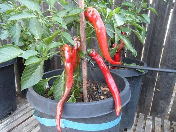 SENISE PEPPER