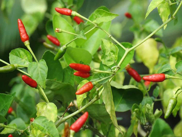 SILING LABUYO - BIRDSEYE