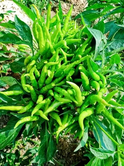 SURAJMUKHI