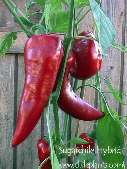 SUGARCHILE HYBRID