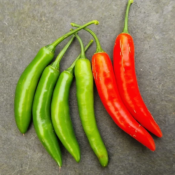 SERRANO LONG