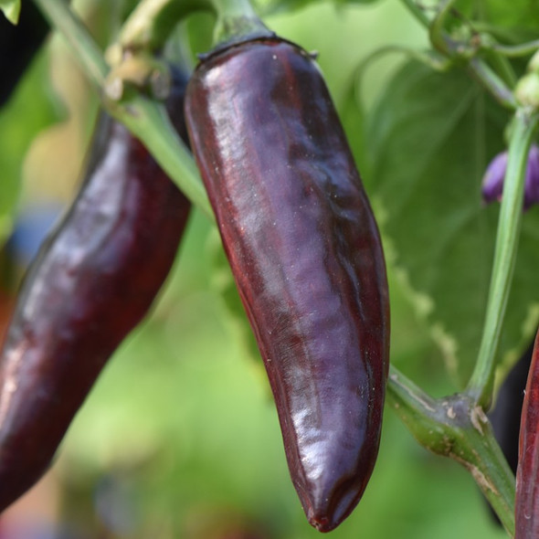 SERRANO PURPLE