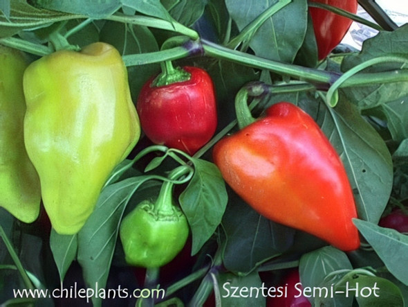 SZENTESI SEMI-HOT