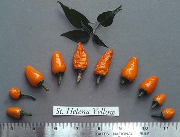 ST HELENA ISLAND YELLOW