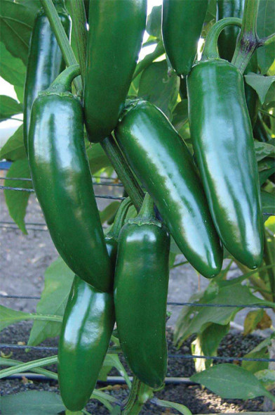 JALAPENO TALON