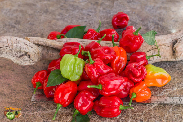 TOBAGO SEASONING (Habanero)