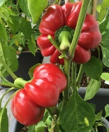 TOPEPO ROSSO