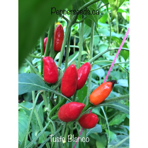 TUSTE BLANCO (CAP 1086)