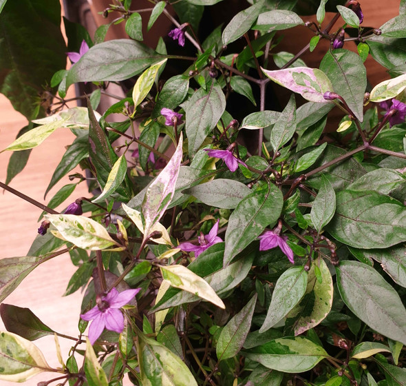 ZIMBABWE BLACK - BIRDSEYE PLANT 2 ZIMBABWE BLACK - BIRDSEYE PLANT 2