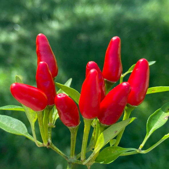 ZIMBABWE BLACK - BIRDSEYE PLANT ZIMBABWE BLACK - BIRDSEYE PLANT