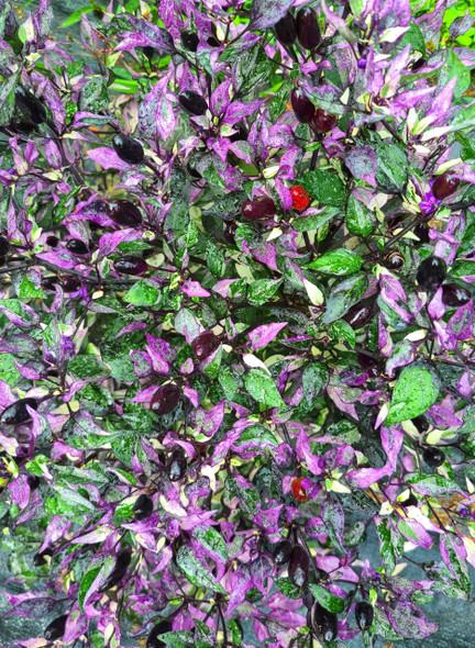 VENEZUELAN PURPLE VENEZUELAN PURPLE