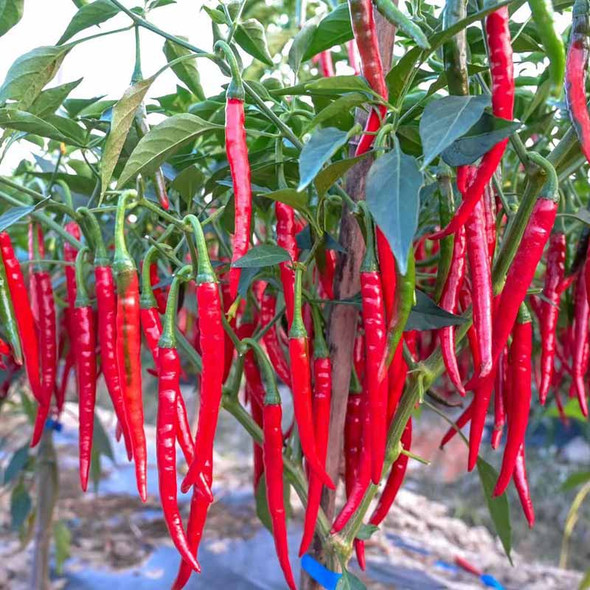 ZIMBABWE LARGE RED ZIMBABWE LARGE RED