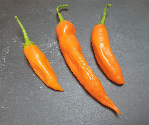 AJI AMARILLO (PI 152217) MATURE PODS IMAGE AJI AMARILLO (PI 152217) MATURE PODS IMAGE