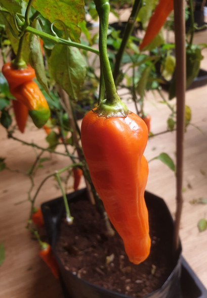 AJI AMARILLO (PI 152217) MATURE PLANT IMAGE AJI AMARILLO (PI 152217) MATURE PLANT IMAGE