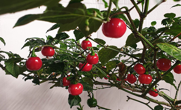 AJI COCHABAMBA MATURE PLANT IMAGE AJI COCHABAMBA MATURE PLANT IMAGE