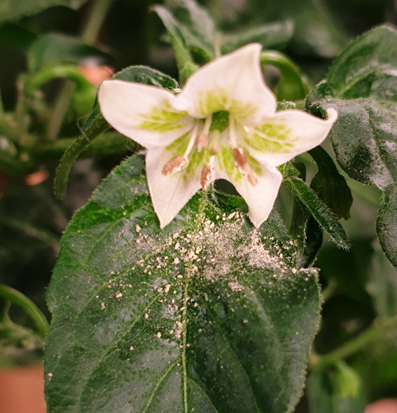 AJI CAMBA FLOWER IMAGE AJI CAMBA FLOWER IMAGE