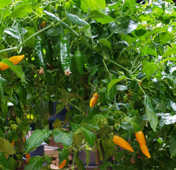 AJI CRIOLLA SELLA MATURE PLANT IMAGE AJI CRIOLLA SELLA MATURE PLANT IMAGE