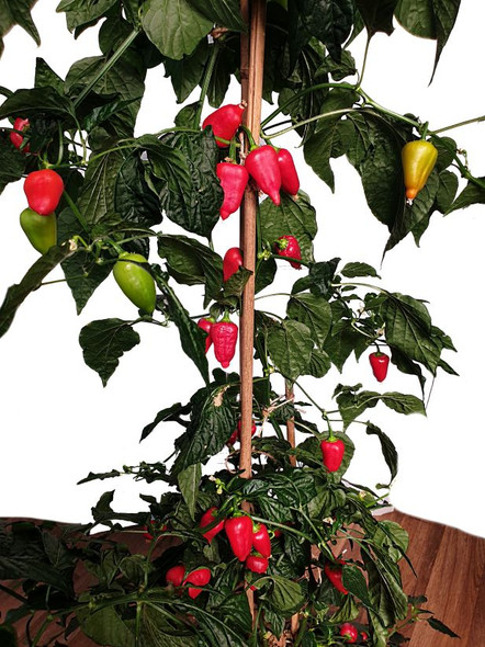 AJI BENITO MATURE PLANT IMAGE AJI BENITO MATURE PLANT IMAGE