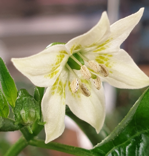 AJI ROJO FLOWER IMAGE AJI ROJO FLOWER IMAGE