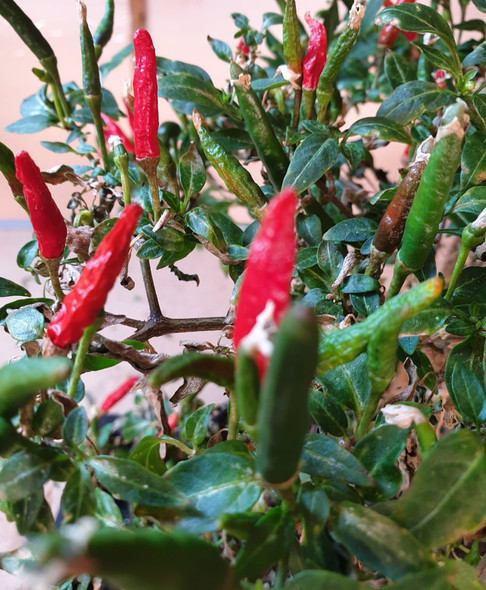 JINDUNGO CAHOMBO (BIRDSEYE) PLANT JINDUNGO CAHOMBO (BIRDSEYE) PLANT