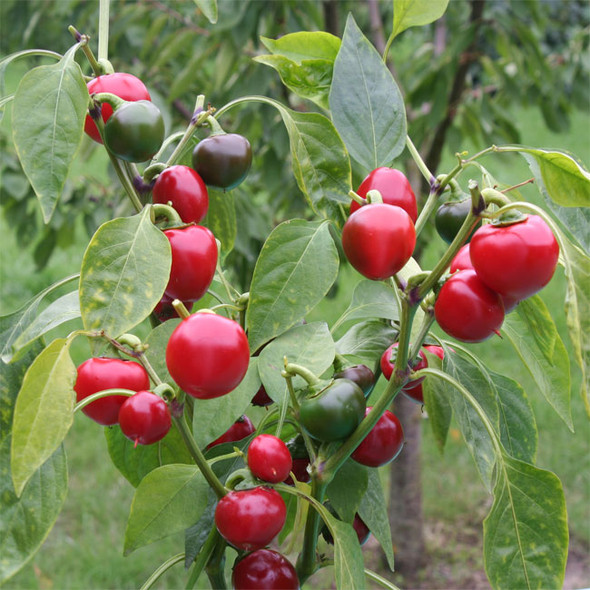 BACCIO DI SATANA (SATANS KISS) PLANT