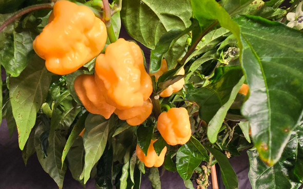 NAGA PEACH PLANT NAGA PEACH PLANT