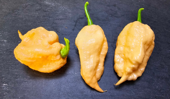 JAYS PEACH GHOST SCORPION MATURE PODS JAYS PEACH GHOST SCORPION MATURE PODS