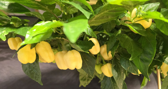 HABANERO WHITE GIANT PLANT HABANERO WHITE GIANT PLANT