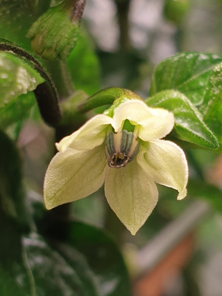 HABANERO ORANGE FLOWER HABANERO ORANGE FLOWER