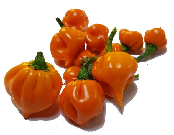 HABANERO ORANGE MATURE PODS HABANERO ORANGE MATURE PODS
