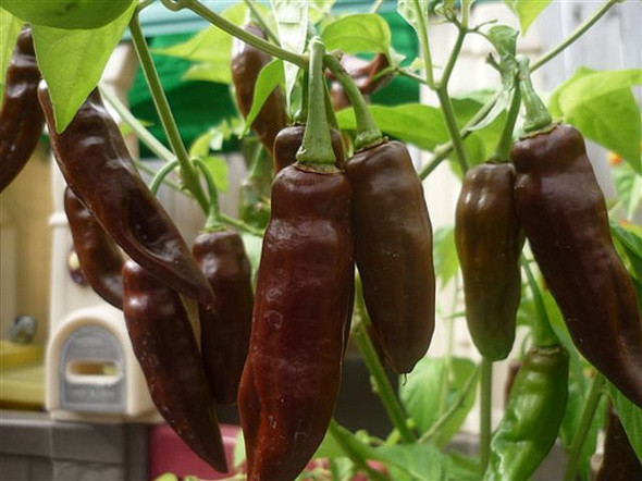 FATALII CHOCOLATE PLANT FATALII CHOCOLATE PLANT