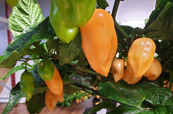 HABANERO PEACH PLANT HABANERO PEACH PLANT
