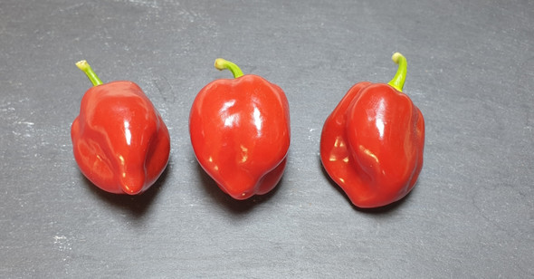 HABANERO RED MATURE PODS HABANERO RED MATURE PODS