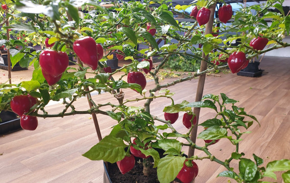HABANERO RED PLANT HABANERO RED PLANT