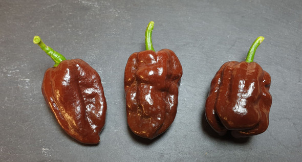 HABANERO BROWN - CHOCOLATE MATURE PODS HABANERO BROWN - CHOCOLATE MATURE PODS