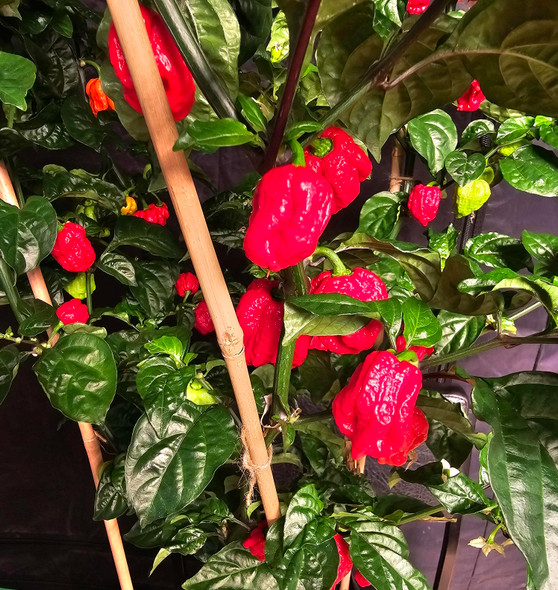 CAROLINA REAPER RED (HP22B ) MATURE PLANT CAROLINA REAPER RED (HP22B ) MATURE PLANT