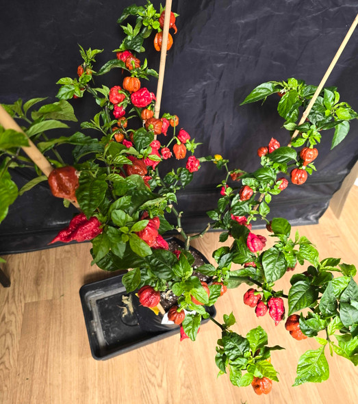 CAROLINA REAPER RED (HP22B ) MATURE PLANT 2 CAROLINA REAPER RED (HP22B ) MATURE PLANT 2