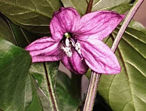 BLACK HUNGARIAN FLOWER BLACK HUNGARIAN FLOWER