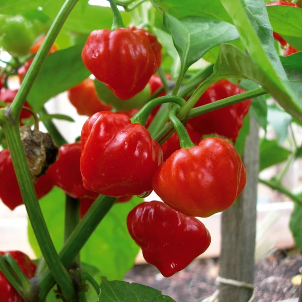 TOBAGO SEASONING PEPPER