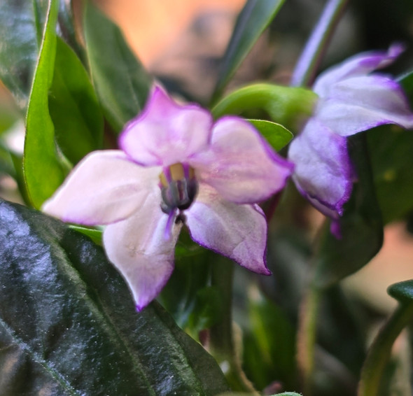 BLACK PEARL FLOWER BLACK PEARL FLOWER