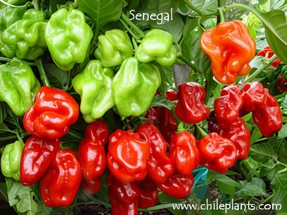 SENEGAL