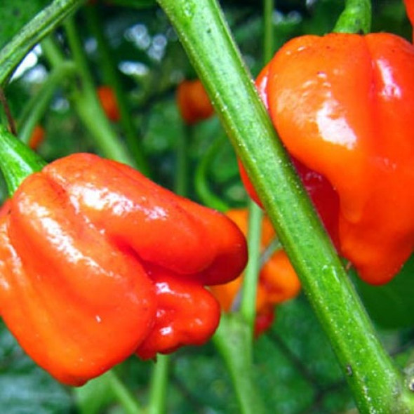 SCOTCH BONNET SAFI